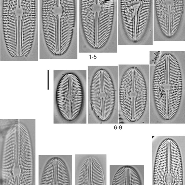 Diploneis doncharlesii Desc