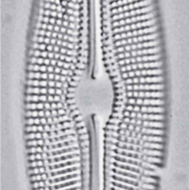 Diploneis Doncharlesii Orig Illus