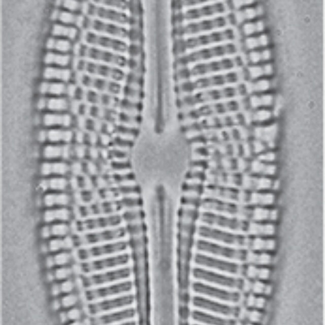 Diploneis Doncharlesii Orig Illus2