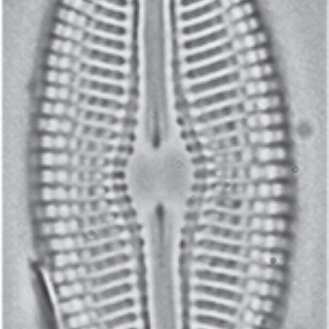 Diploneis Doncharlesii Orig Illus3