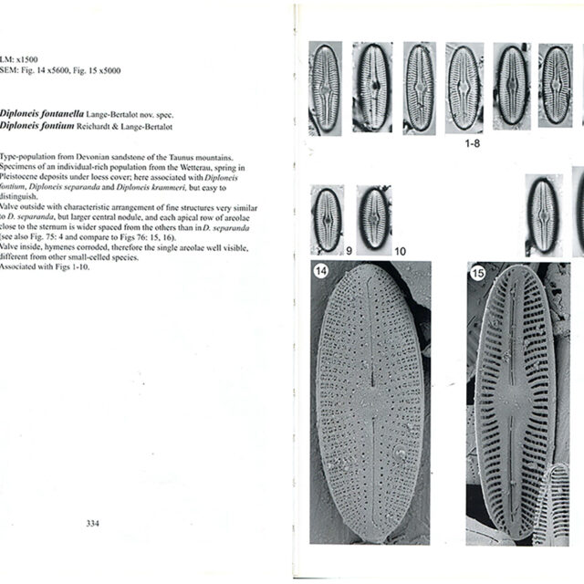 Diploneis Fontanella Orig Illus