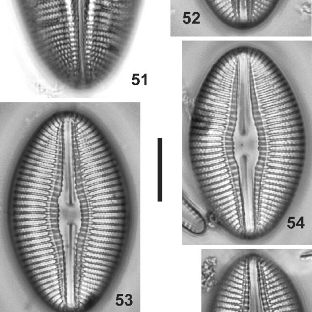 Diploneis lusatica Orig Illus