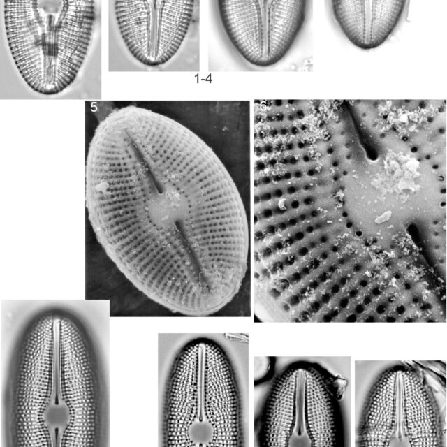 Diploneis mollenhaueri Orig Illus 2