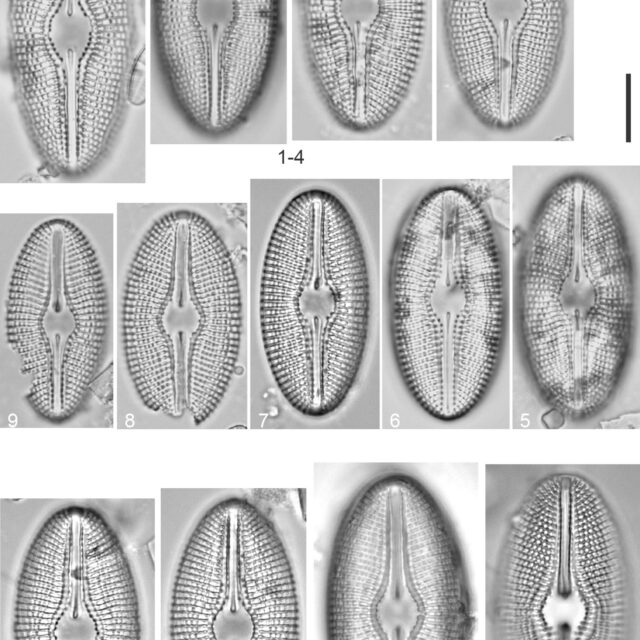 Diploneis mollenhaueri Orig Illus