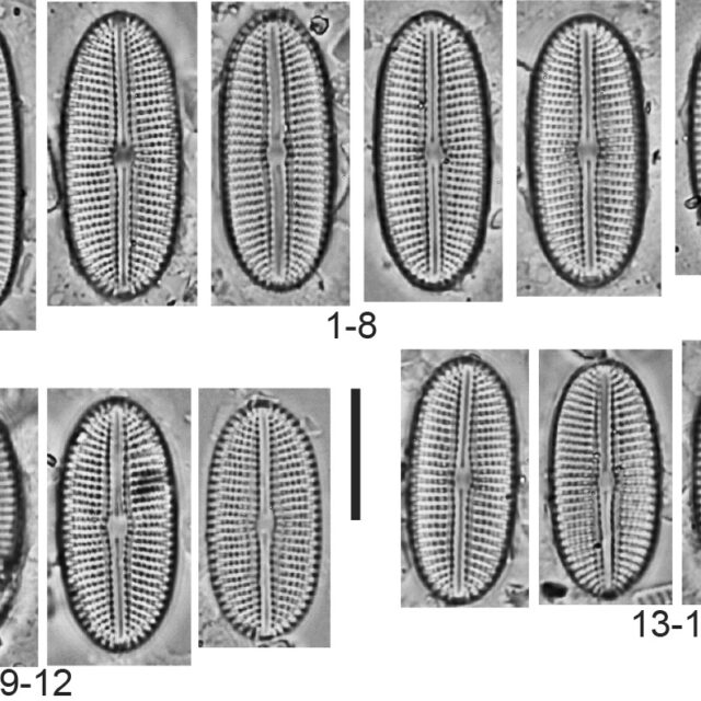 Diploneis potapovae Orig Illus