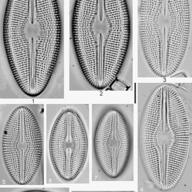 Diploneis Pratensis Orig Illus