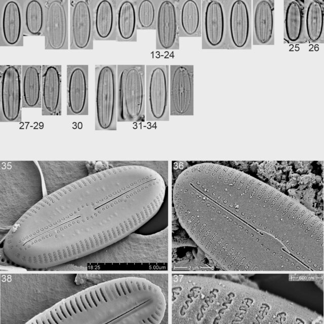 Diploneis pseudopetersenii Orig Illus