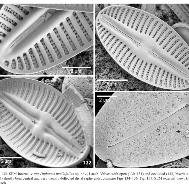 Diploneis Puellafallax Orig Illus 2