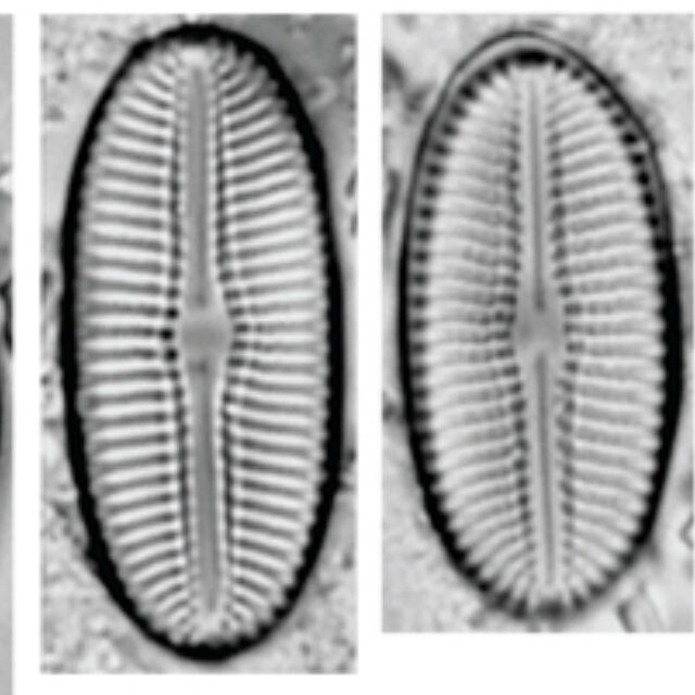 Diploneis Voigtiana Orig Illus