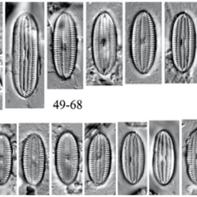 Diploneis submarginestriata orig illus
