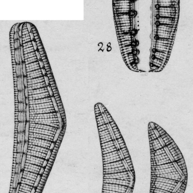 Epithemia reicheltii orig illus