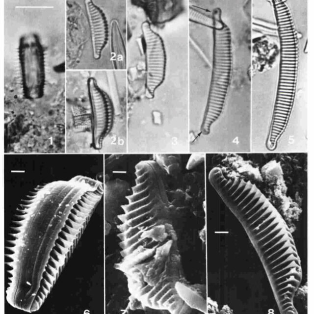 Eunotia catillifera orig illus