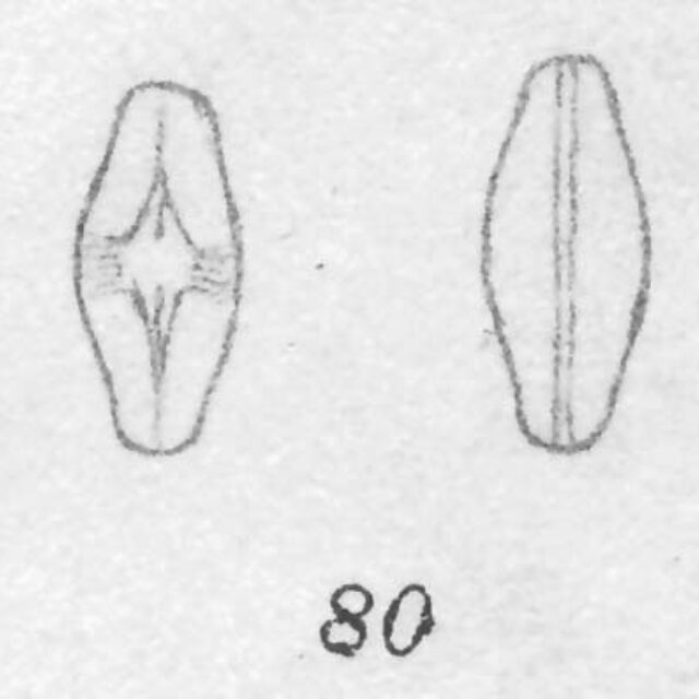 Eucocconeis laevis orig illus