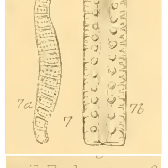 E alpestris orig illus