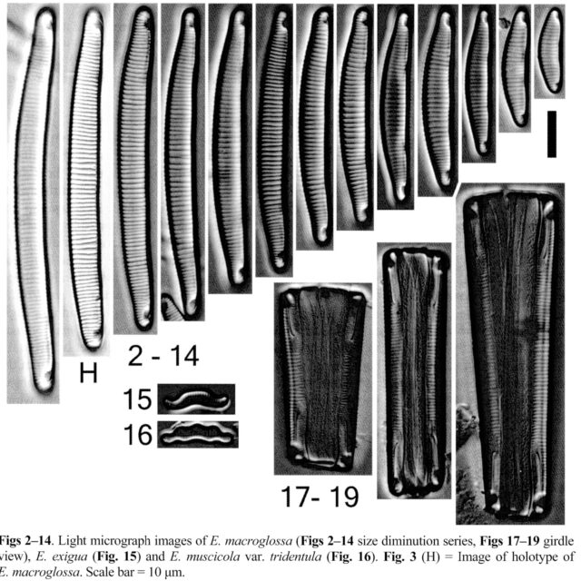 Eunotia macroglossa orig illus