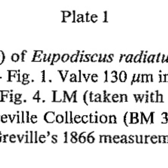 Eupodiscus radiatus orig desc