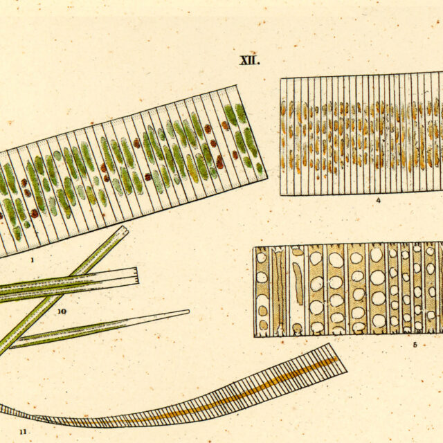 Ehrenberg1838 Infusionsthierchen T15