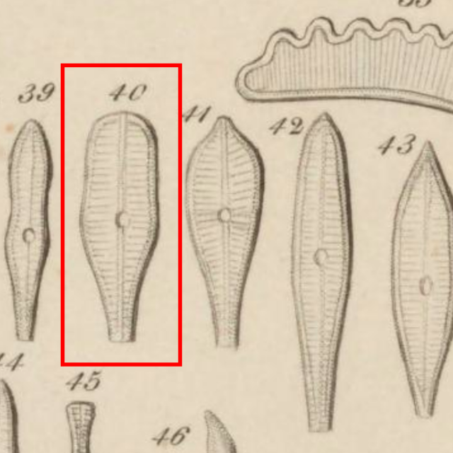 Ehrenberg 1854 T2 fig40