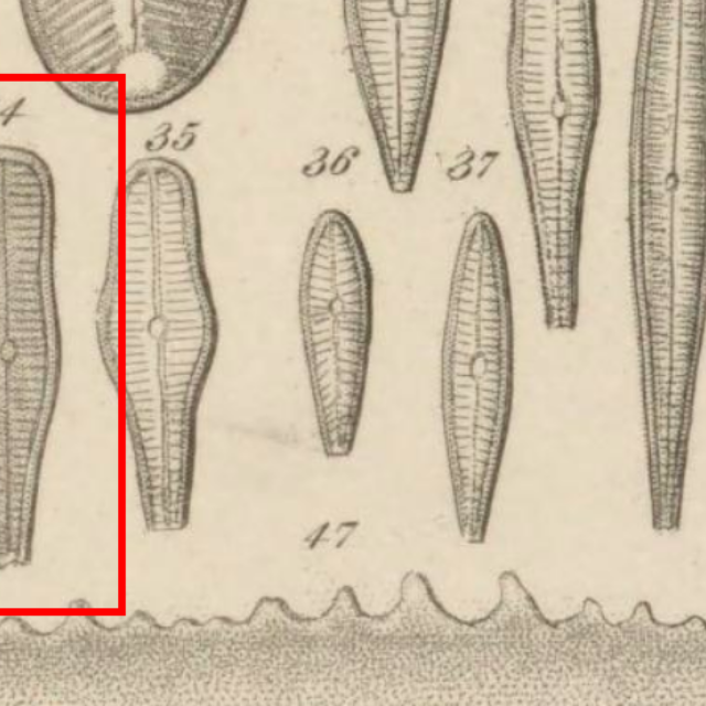 Ehrenberg 1854 T4 fig34