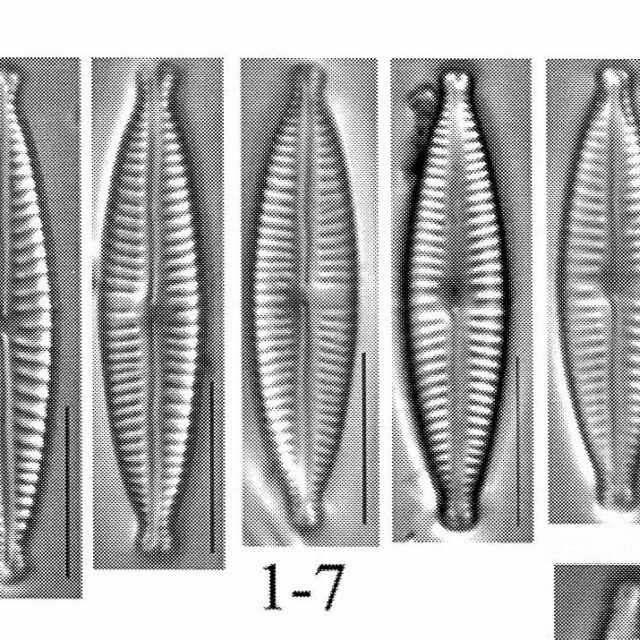 Encyo Aequaliformis Origimag001 Cropped