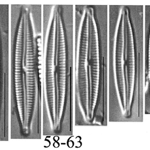 Encyo Anacondae Origimag Cropped