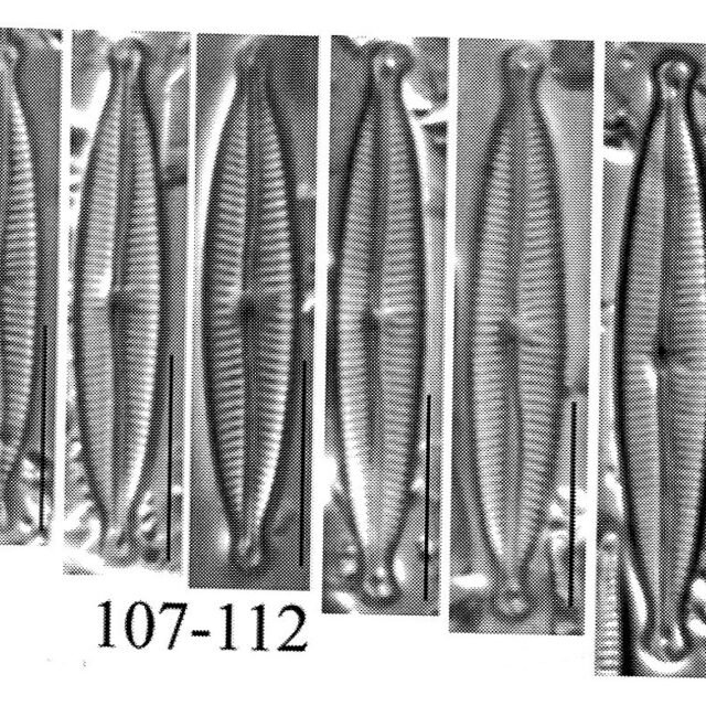 Encyonopsis czarneckii orig illus