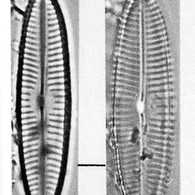 Navicula descripta orig illus