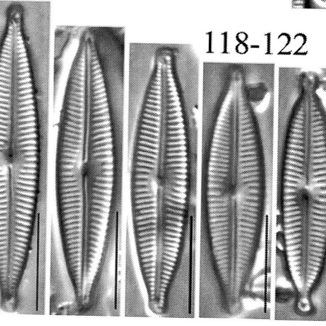 Encyonopsis descriptiformis orig illus