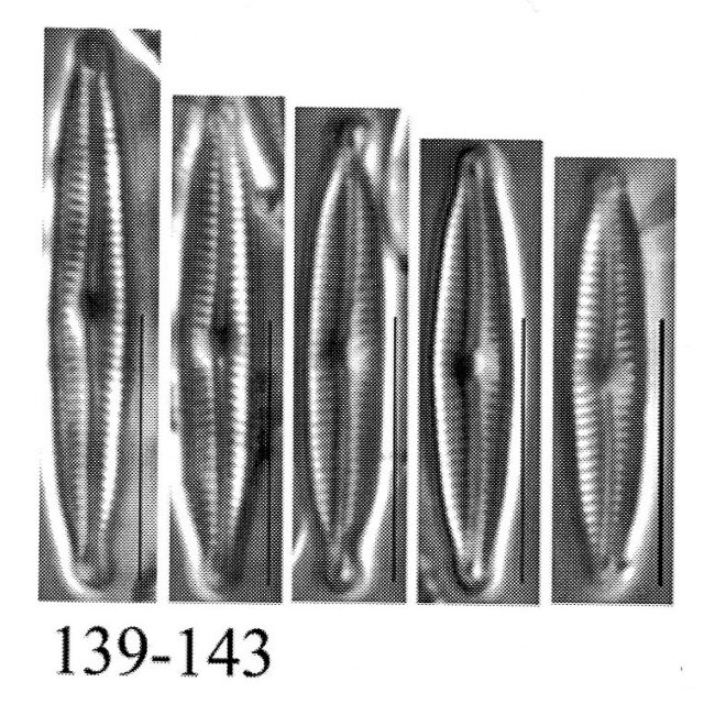 Encyonopsis kutenaiorum orig illus