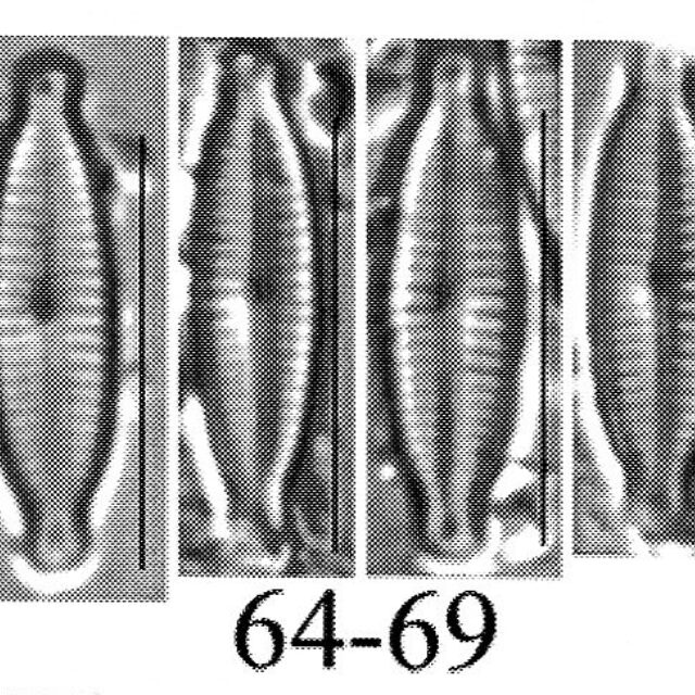 Encyonopsis lacusalpini orig illus