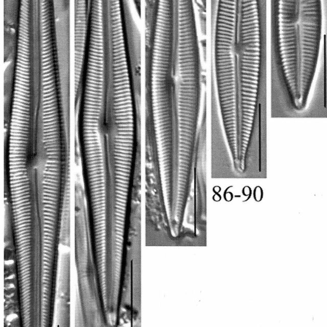 Encyonopsis montana orig illus