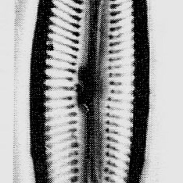 Encyonopsis subspicula orig illus