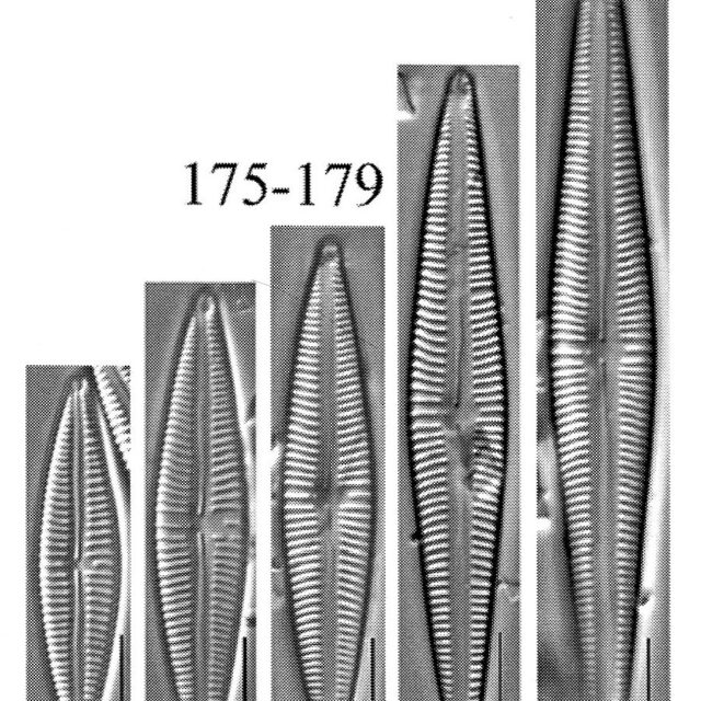 Encyonopsis weilandii orig illus