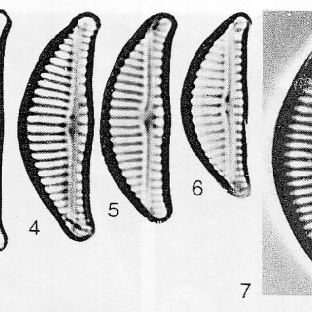 Encyonema brevicapitatum orig illus