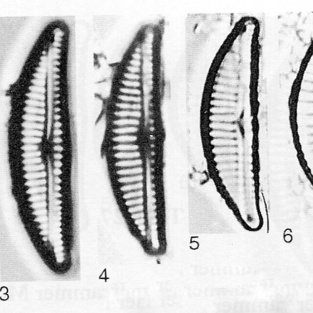 Encyonema fogedii orig illus