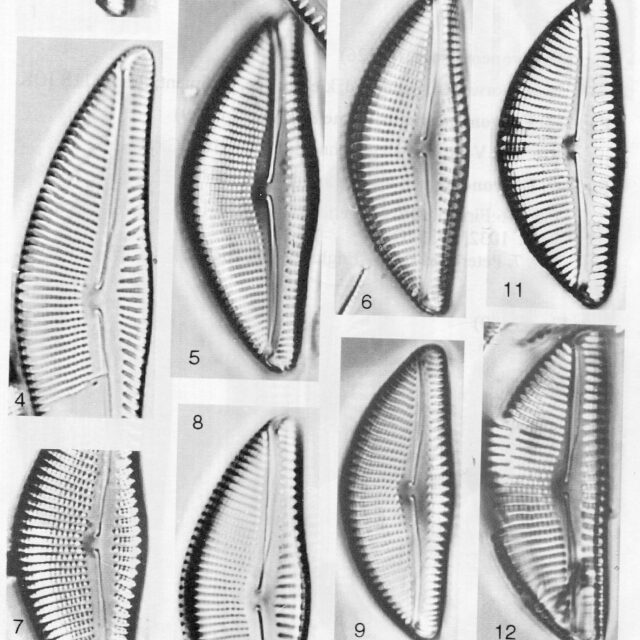 Encyonema Kamtschaticum Origimag001