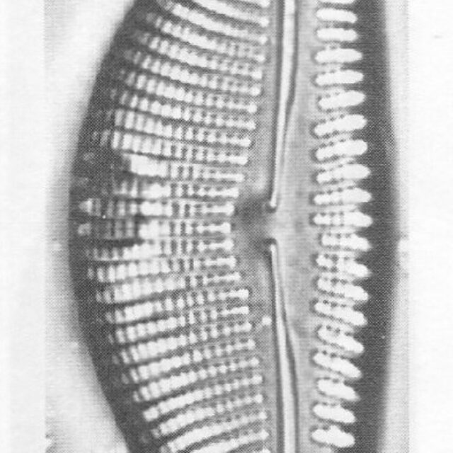 Encyonema Kamtschaticum Origimag002