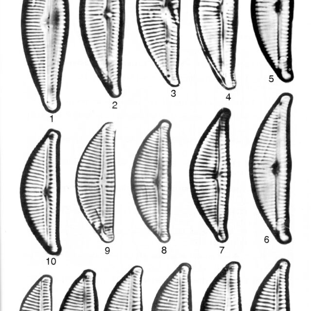 Encyonema lange-bertalotii orig illus