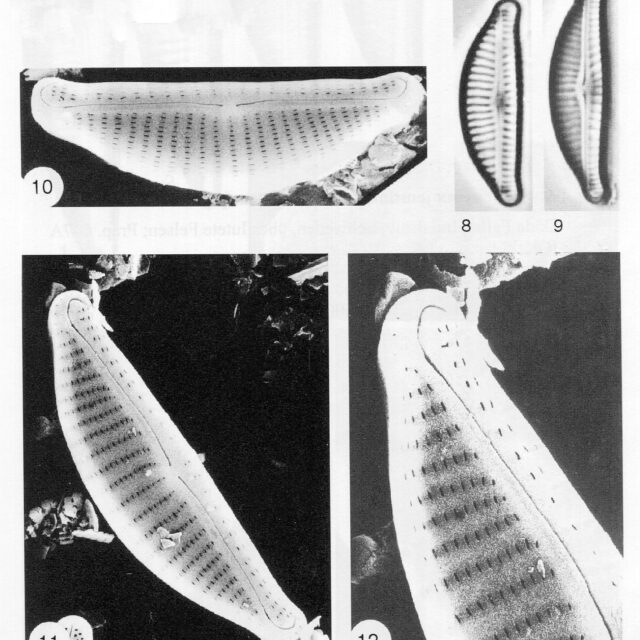 Encyonema latecapitatum orig illus