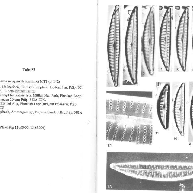 Encyonema neogracile orig illus