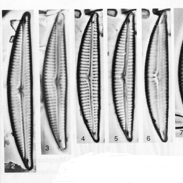 Encyonema neogracile orig illus 2