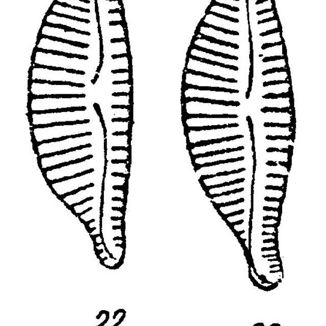 Encyonema obscurum orig illus 2