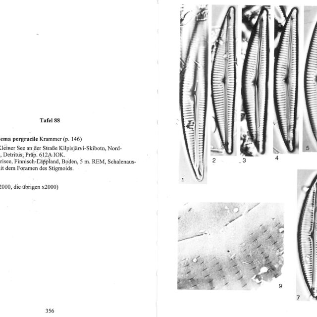 Encyonema pergracile orig illus