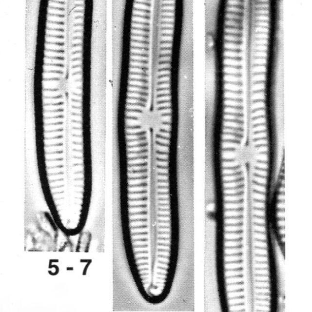 Encyonema sibericum orig illus