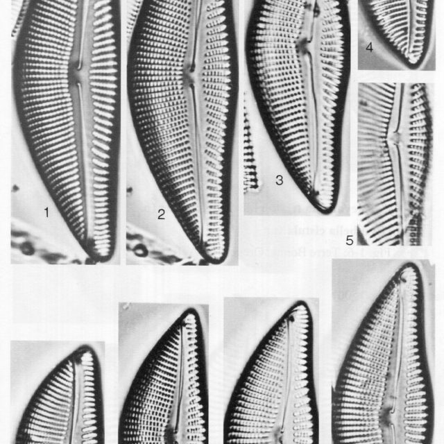 Encyonema Sinicum Origimag001