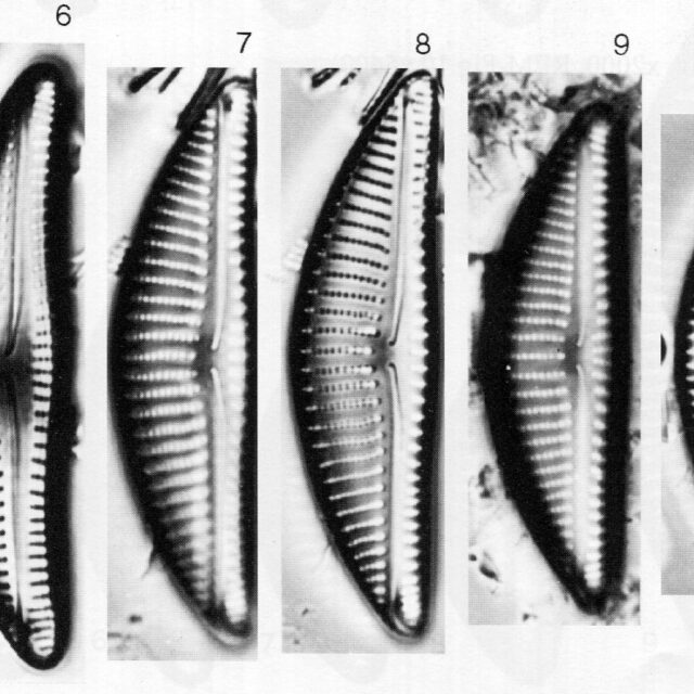 Encyonema vulgare orig illus 2