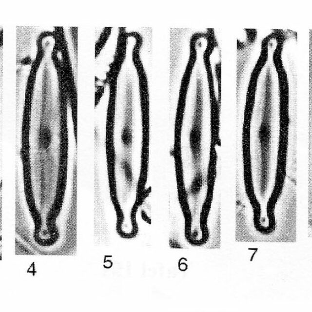 Encyonopsis alpina orig illus 2