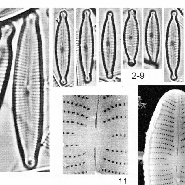 Encyonopsis alpina orig illus 3