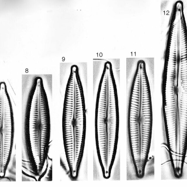 Encyonopsis cesatiformis orig illus