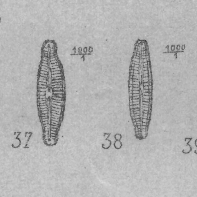 Encyonopsis Microcephala  Ill